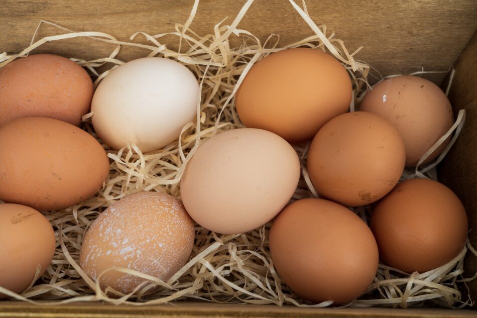 Chicken eggs on hay