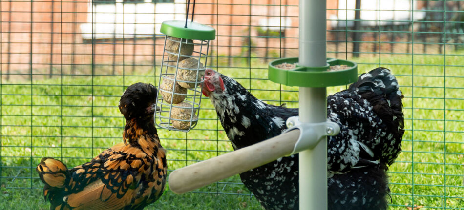 Chickens in their Omlet Walk in Chicken Run with a PoleTree and Caddi Treat Holder