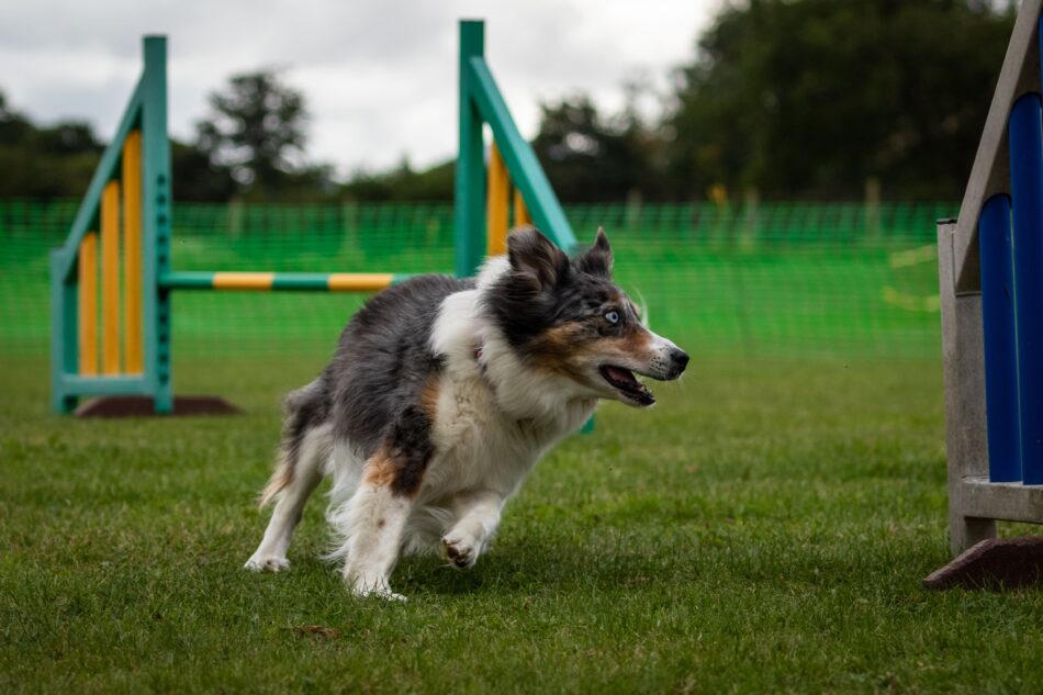 Collie dog doing dog obstacle course - jumping over hurdle 