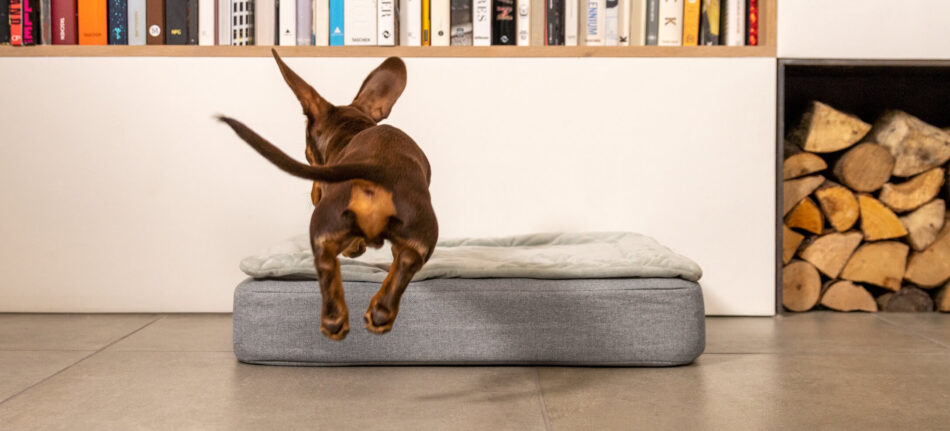 Dachshund dog jumping on the Omlet Topology Dog Bed