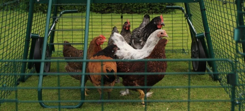 Forskellige typer høns i Eglu Cube hønsehus og løbegård