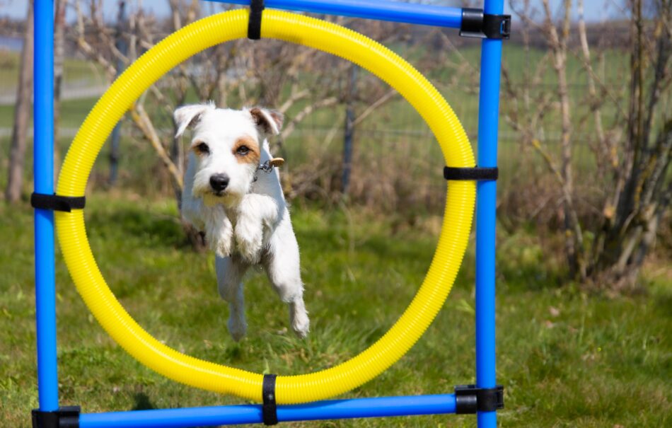 Hond neemt een hindernisbaan - springt door een ring