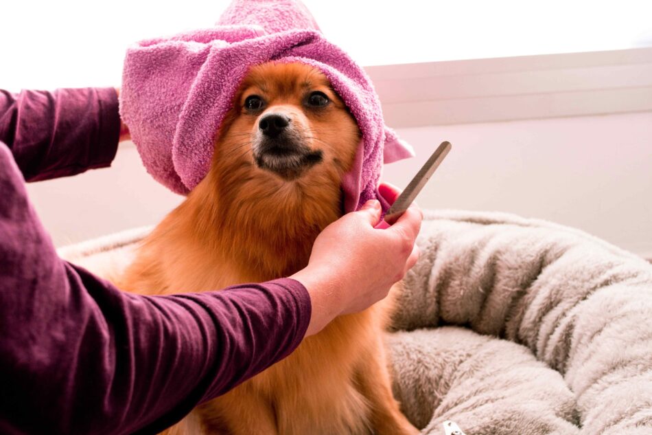 Dog with towel on head getting groomed