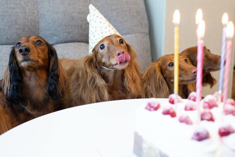 Dogs celebrating occasion with party hats