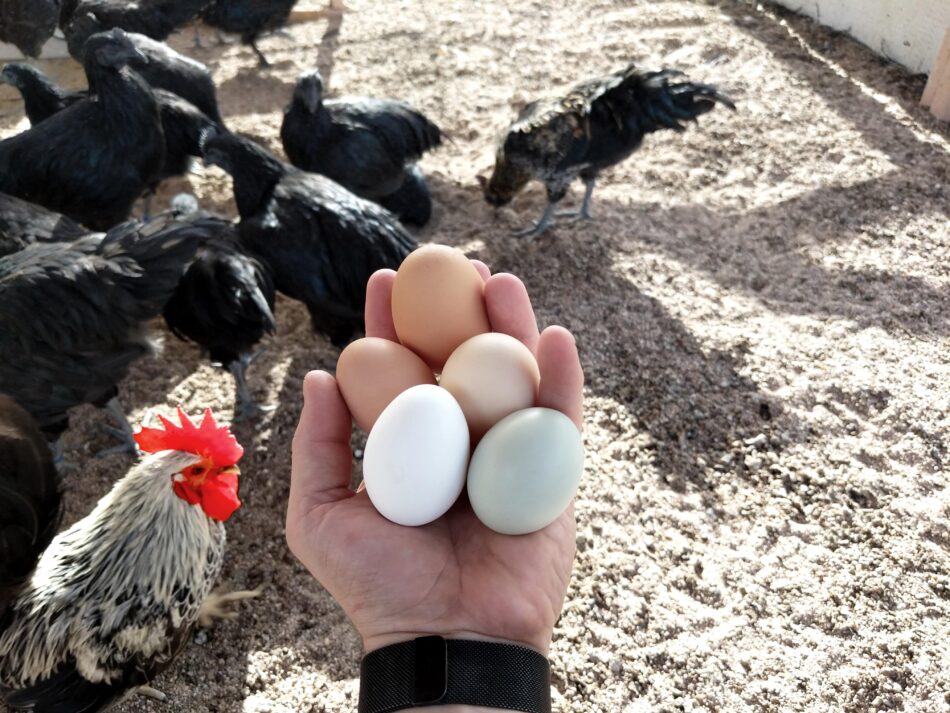 Hand holding chicken eggs with chickens in background