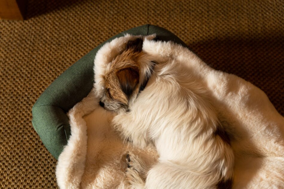 Terrier relaxt na wellness-dag op een luxe Omlet hondendeken van kunstschapenvacht