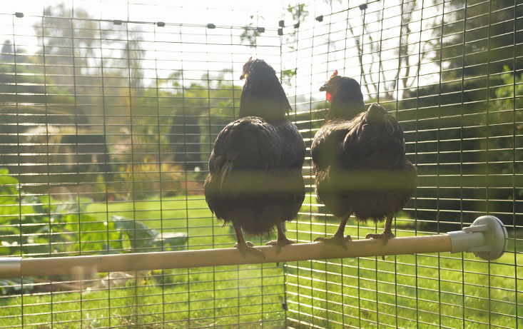 Two chickens perching on the Omlet Chicken Perch in their Walk in Chicken Run