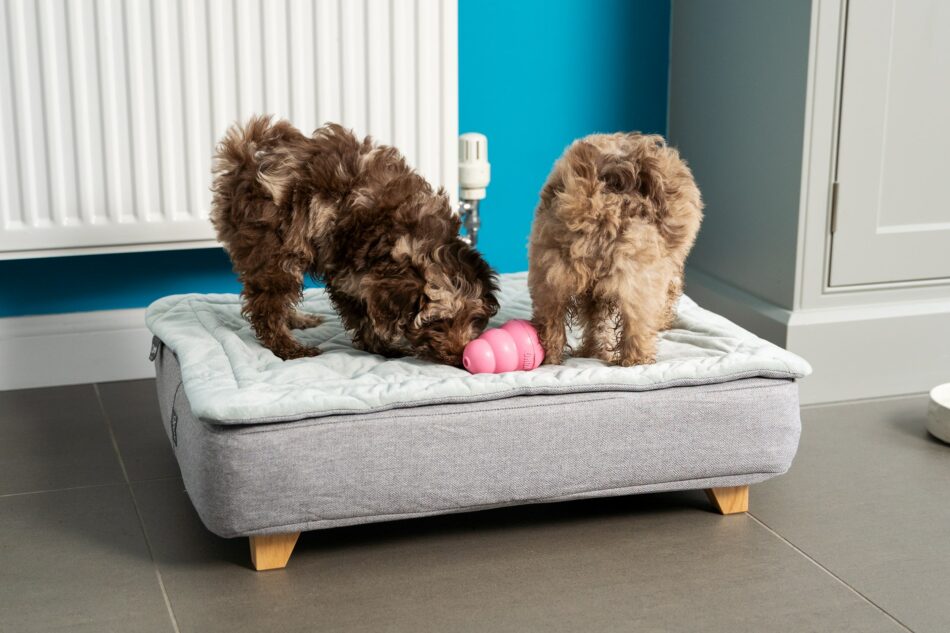 Two fluffy brown puppies on Omlet Topology dog bed with Quilted Topper with pink Kong
