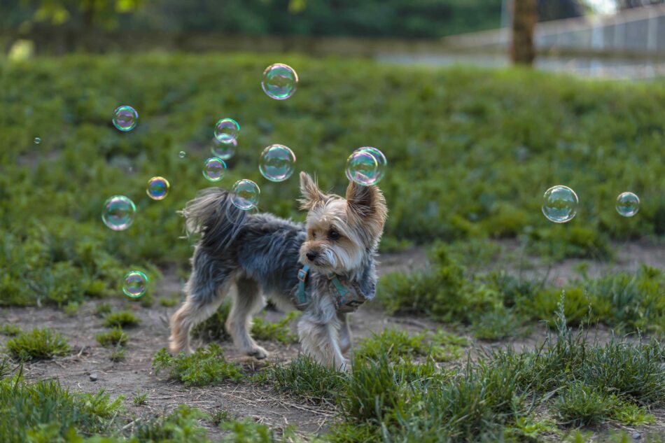 Yorkshire Terrier dog playing with bubbles outside