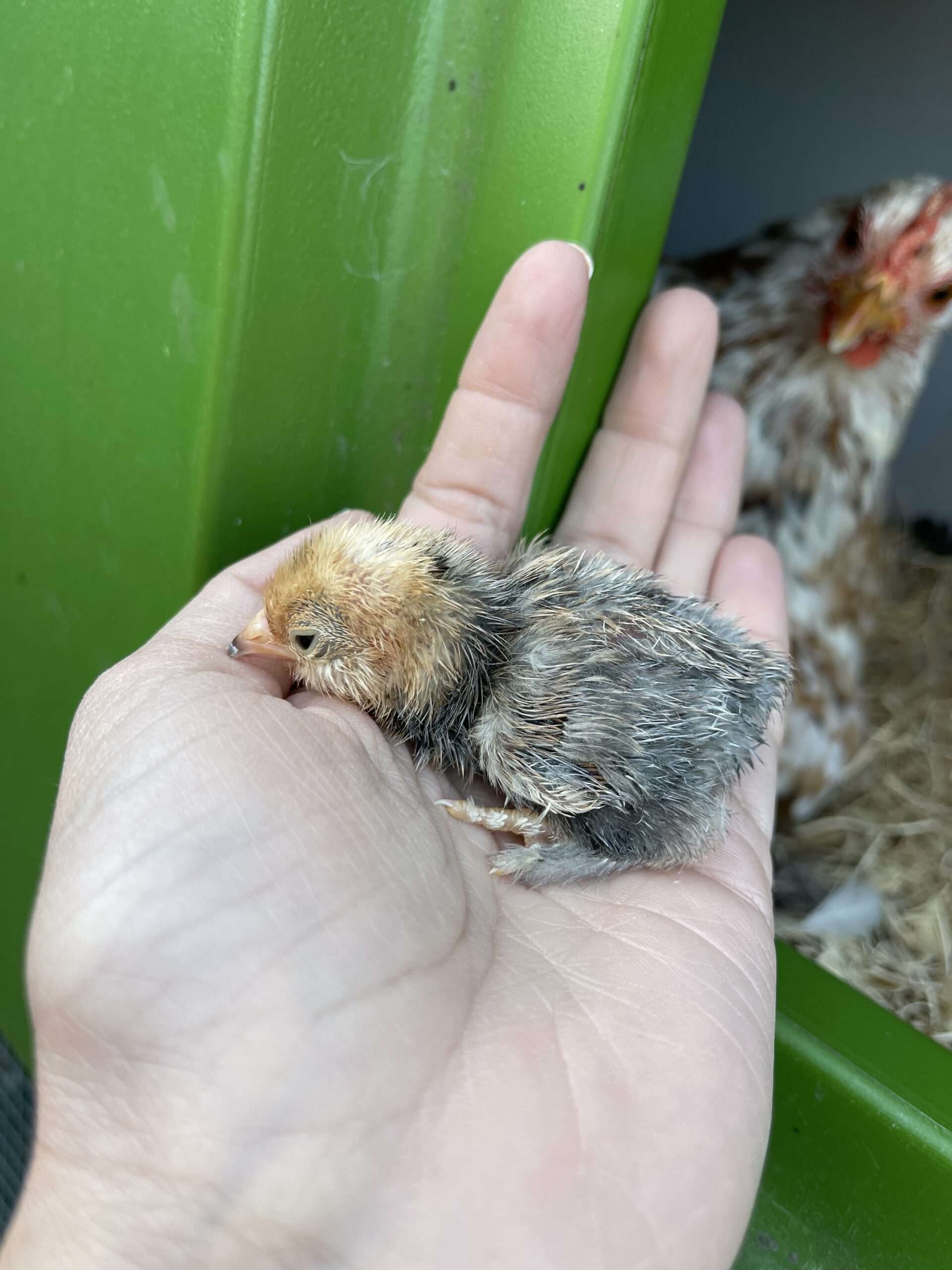 When can chicks go outside? - Omlet Blog US