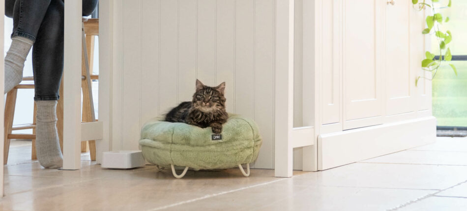 Kat en kattenoppas relaxen in de keuken - kat liggend op Omlet Maya Donut kattenmand