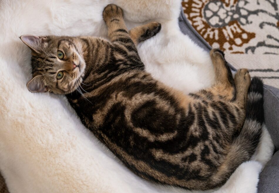 Kat liggend op luxe Omlet deken van kunstschapenvacht op kattenmand 