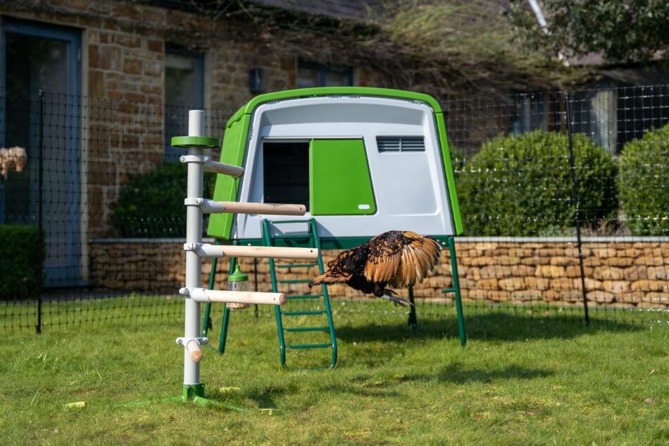 Gallina su un posatoio Freestanding di Omlet con un pollaio Eglu Cube di Omlet alle spalle