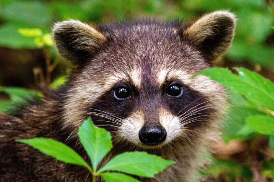 Close up on raccoon - keeping chickens safe