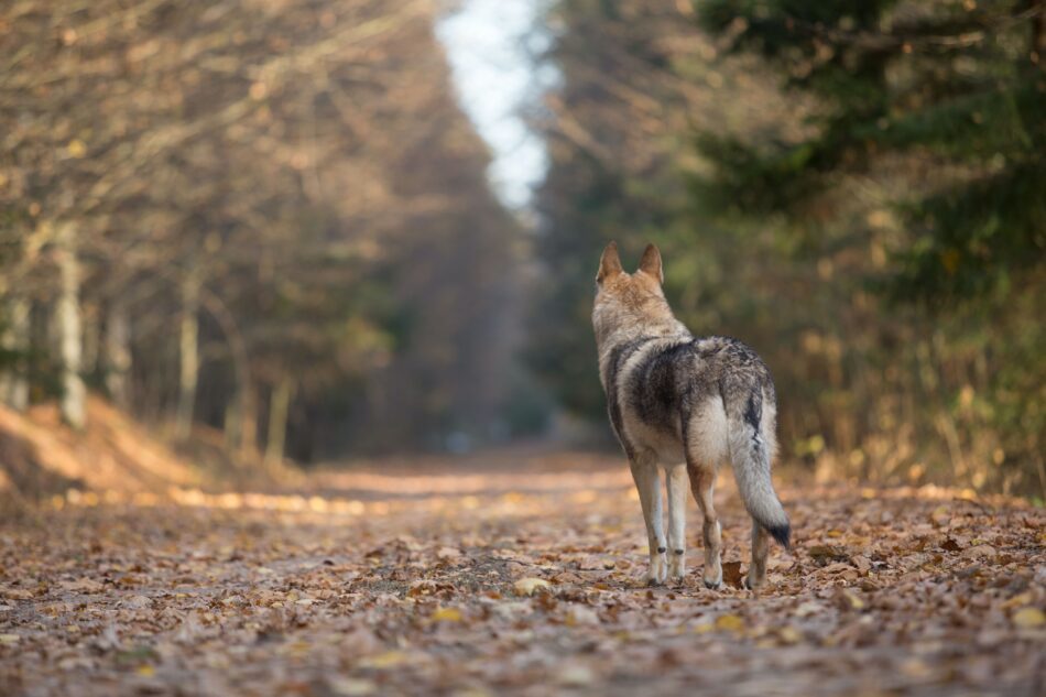 Coyote in the distance facing away