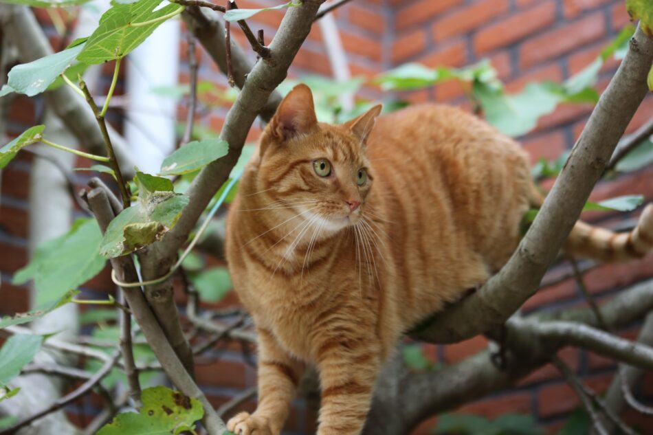 Ginger cat climbing tree