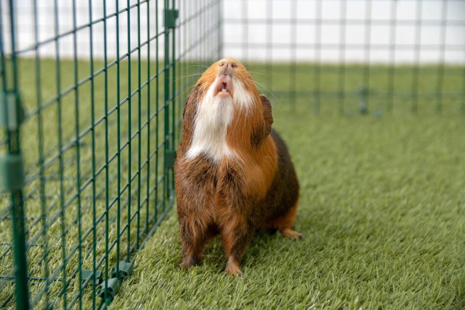 Cavia maakt geluiden in Omlet Zippi ren en speelren voor cavia's