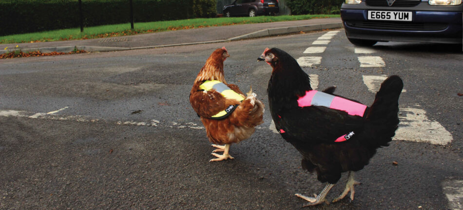 Raising chickens in the city - chickens crossing the road in Omlet High Vis jackets