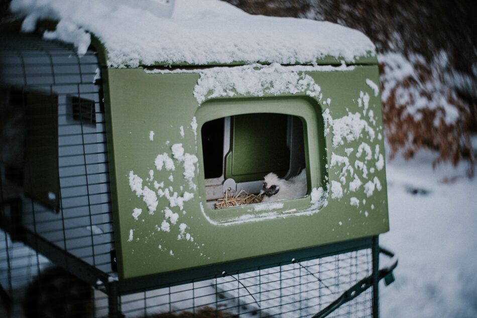 Silkie chicken in Omlet Eglu Cube Chicken Coop covered in snow