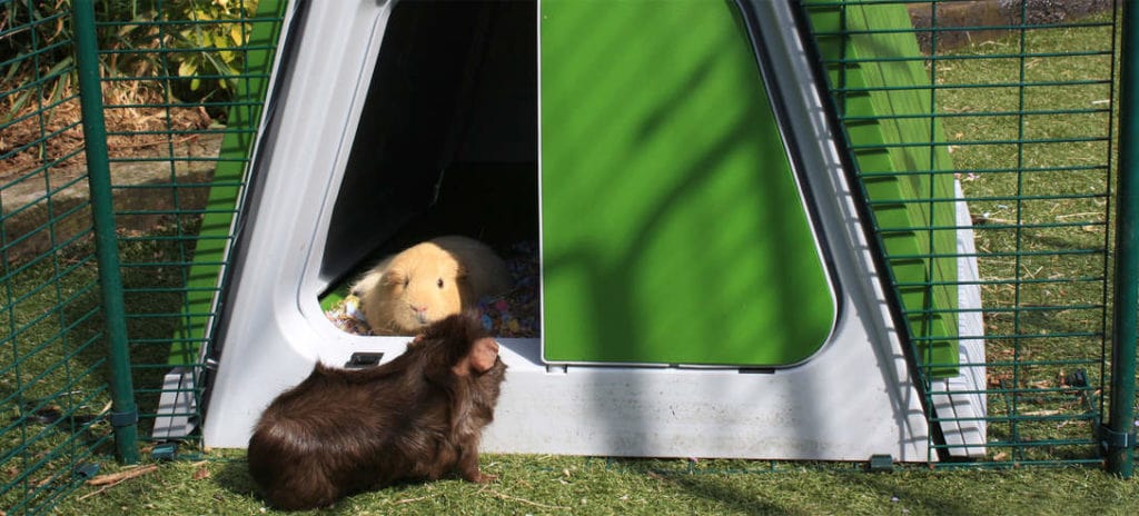 Male vs female 2024 guinea pigs temperament