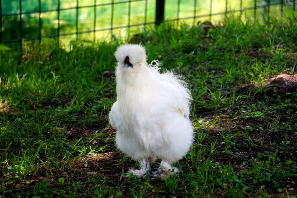 White silkie chicken outside