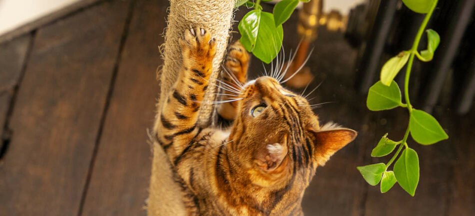 Een bengaal kijkt omhoog en maakt gebruik van Omlets Freestyle klimboom voor katten