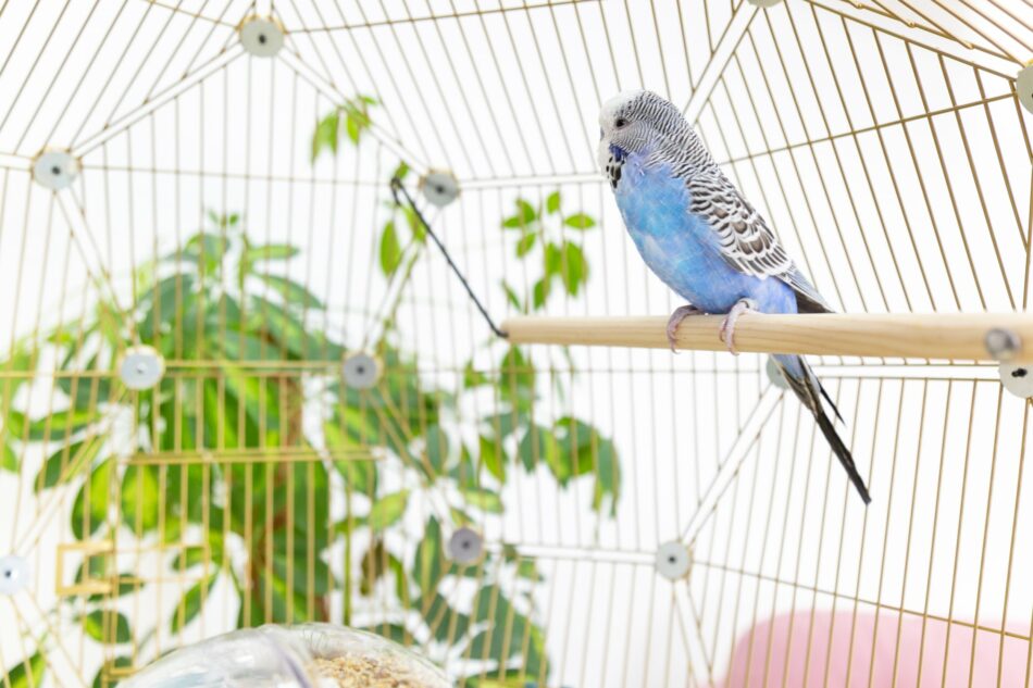 Blue and grey bird in Omlet Geo Bird Cage