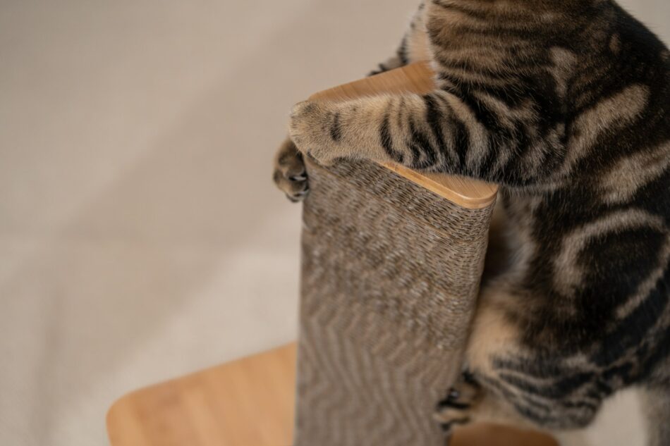 Cat holding on to Omlet Stak cat scratching post