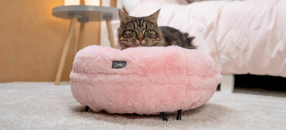 Cat lying on Omlet Maya Donut Cat Bed from the Enchanted Collection
