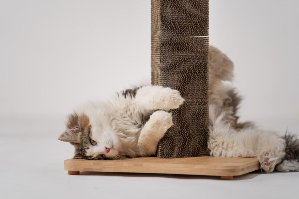 Cat wrapped around Omlet Stak cat scratching post