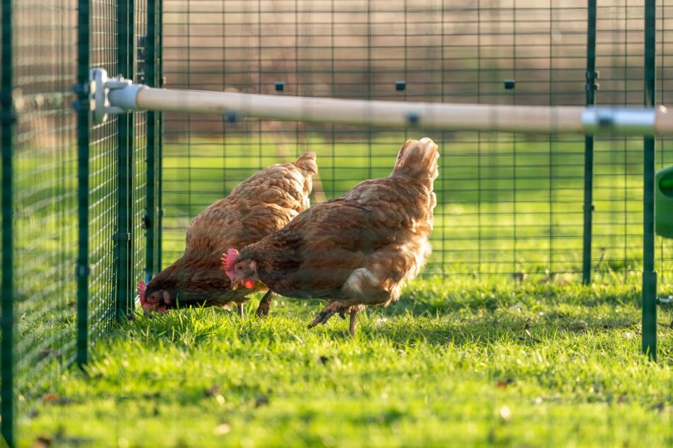 Chickens in their Omlet Walk in Run with Omlet Chicken Perch