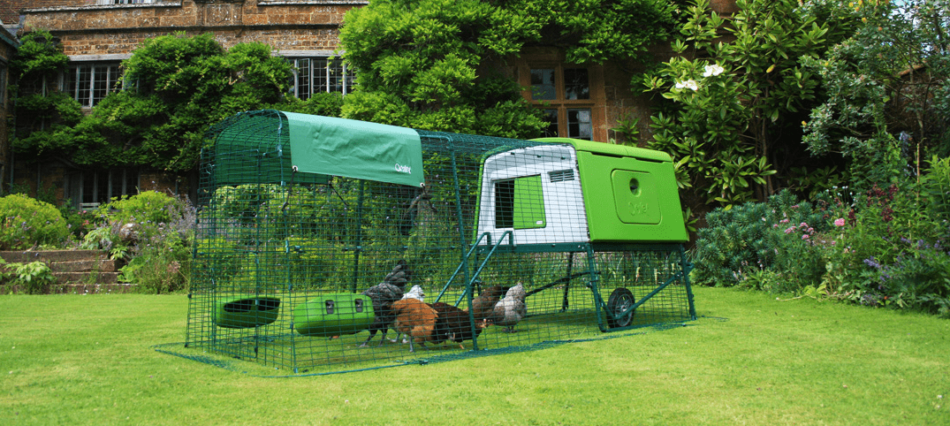 Chickens outside in their Omlet Eglu Cube Chicken Coop and Run