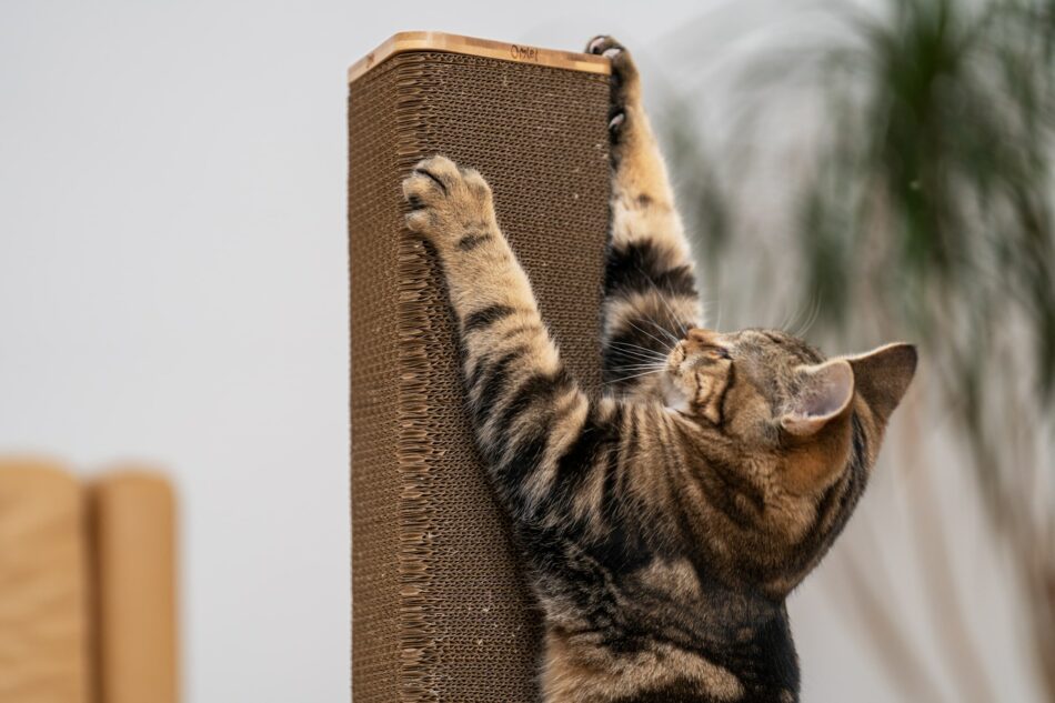 Close up van de poten van een kat krabbend aan Omlet Stak krabpaal