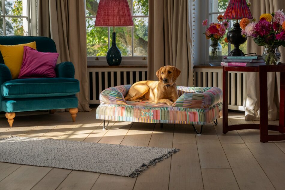 Dog lying on Nature Trail bolster dog bed from Omlet's Dog Walk Collection