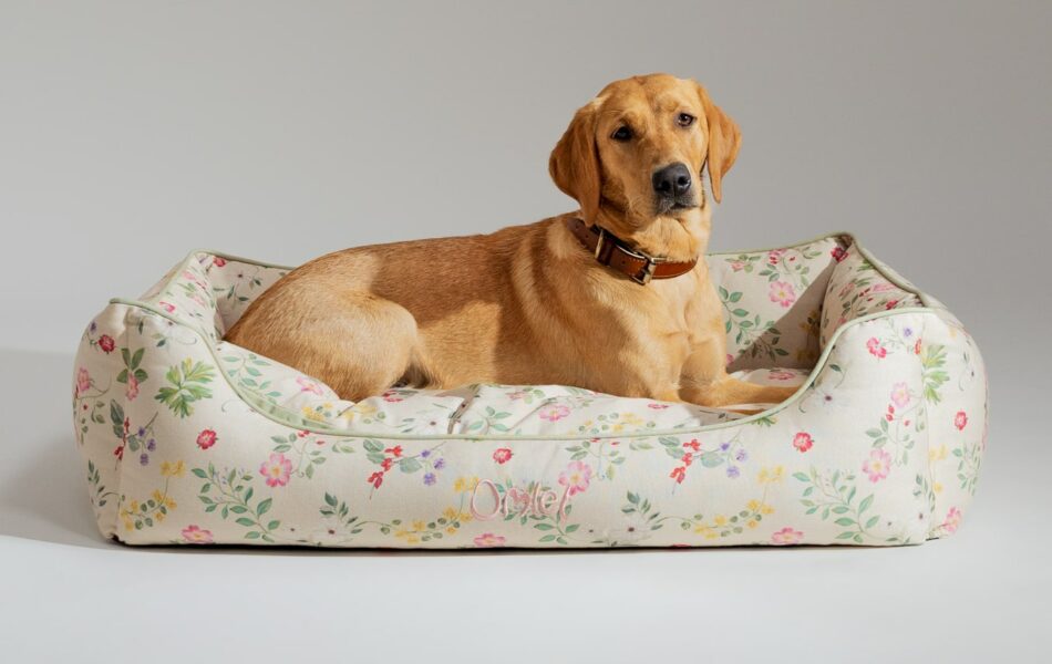 Dog on Morning Meadow nest bed from Omlet's Dog Walk Collection