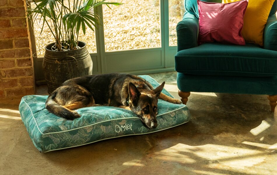 Dog on Nature Trail cushion dog bed from Omlet's Dog Walk Collection