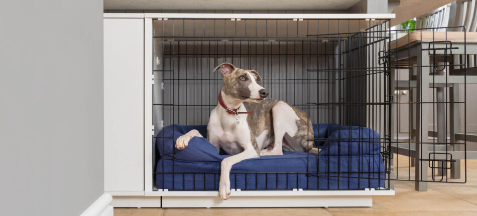Dog relaxing in Fido Studio dog crate with Omlet Bolster dog bed