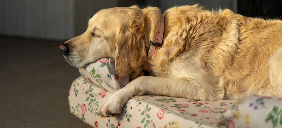 Oudere Golden Retriever liggend op Omlet Morning Meadow Bolsterbed voor honden