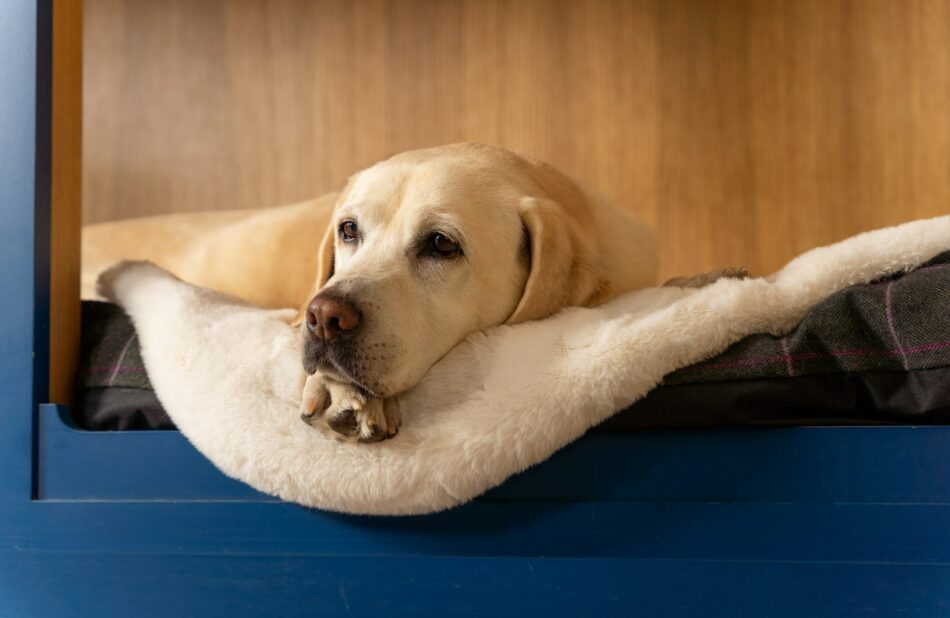 Oudere Labrador liggend op Omlet schapenvachtdeken