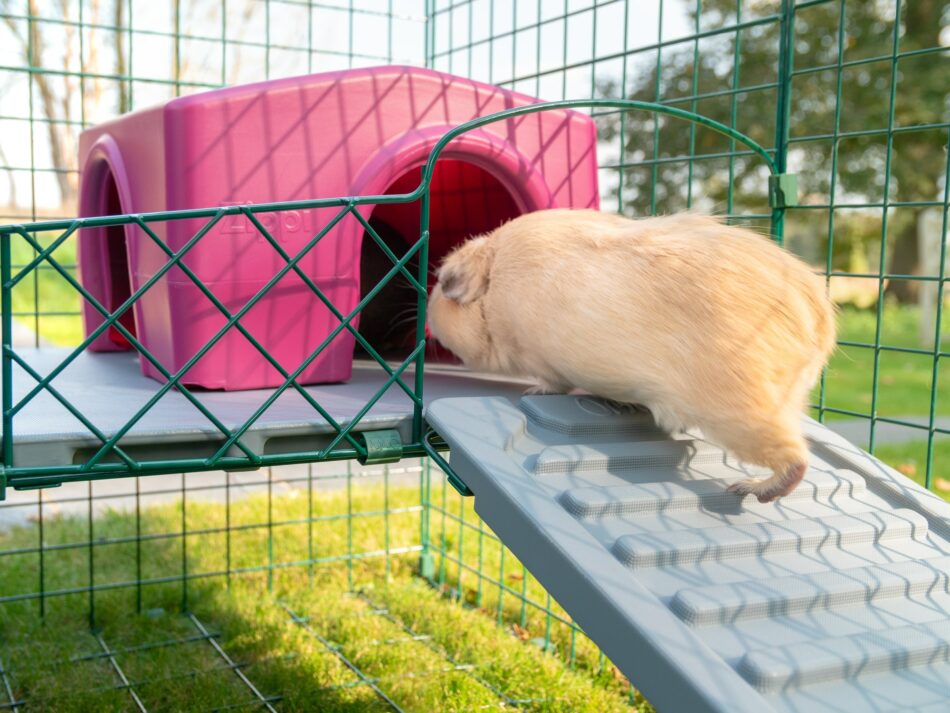 Cavia klimt naar Omlet Zippi schuilhuisje op Omlet Zippi-vide