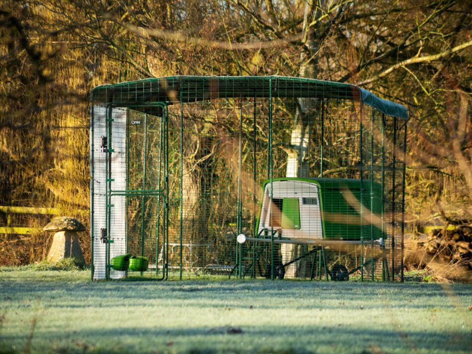 Omlet Eglu Cube Chicken Coop in Omlet Walk In Chicken Run with weather protection cover