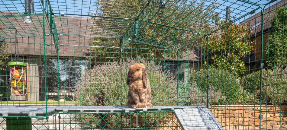 Konijn op achterpoten op Omlet Zippi-vide voor konijnen