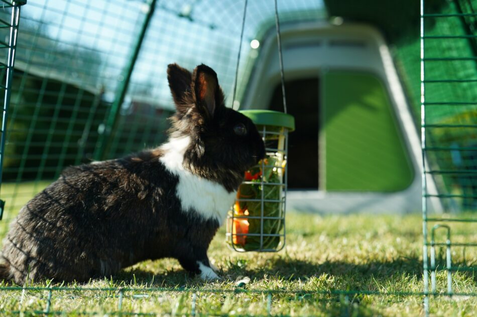 Rabbit with their Omlet Caddi Rabbit Treat Holder with Omlet Eglu Go Rabbit Hutch behind them