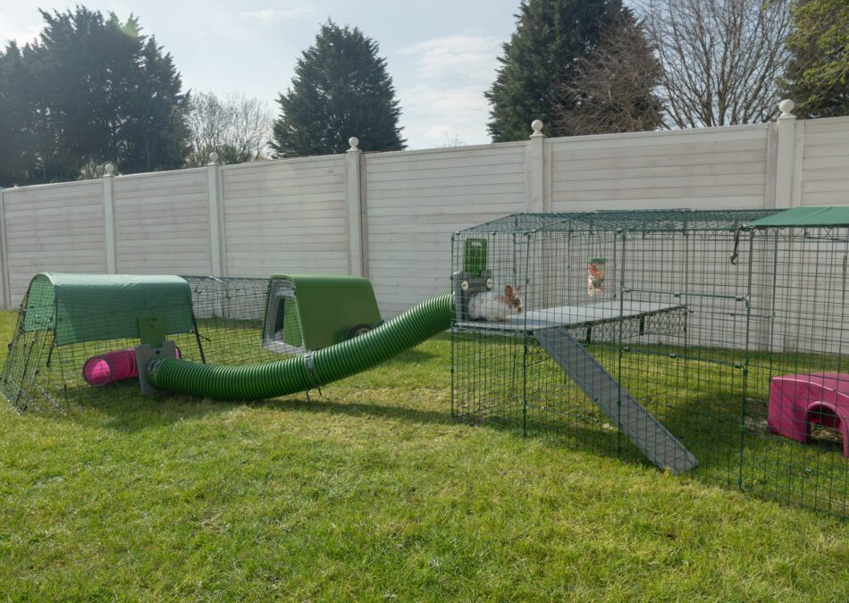 Rabbits in Omlet Eglu Go Rabbit Hutch with Zippi Rabbit Tunnel System