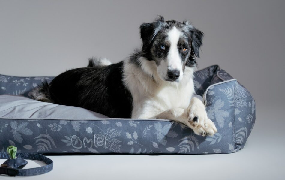 Reducing dog's carbon pawprint - Border Collie dog lying on Forrest Fall Grey Nest Bed from the Omlet Dog Walk Collection