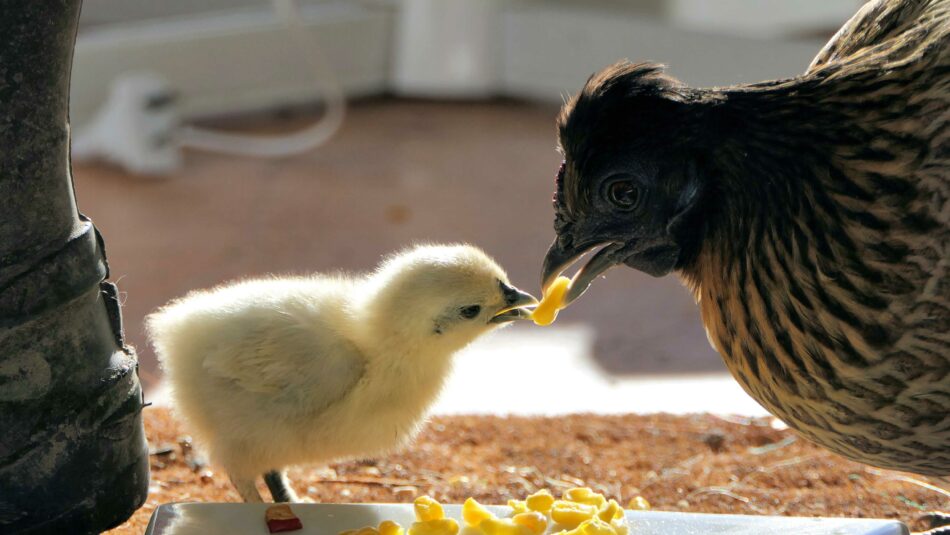 bloody pip with white membrane  BackYard Chickens - Learn How to