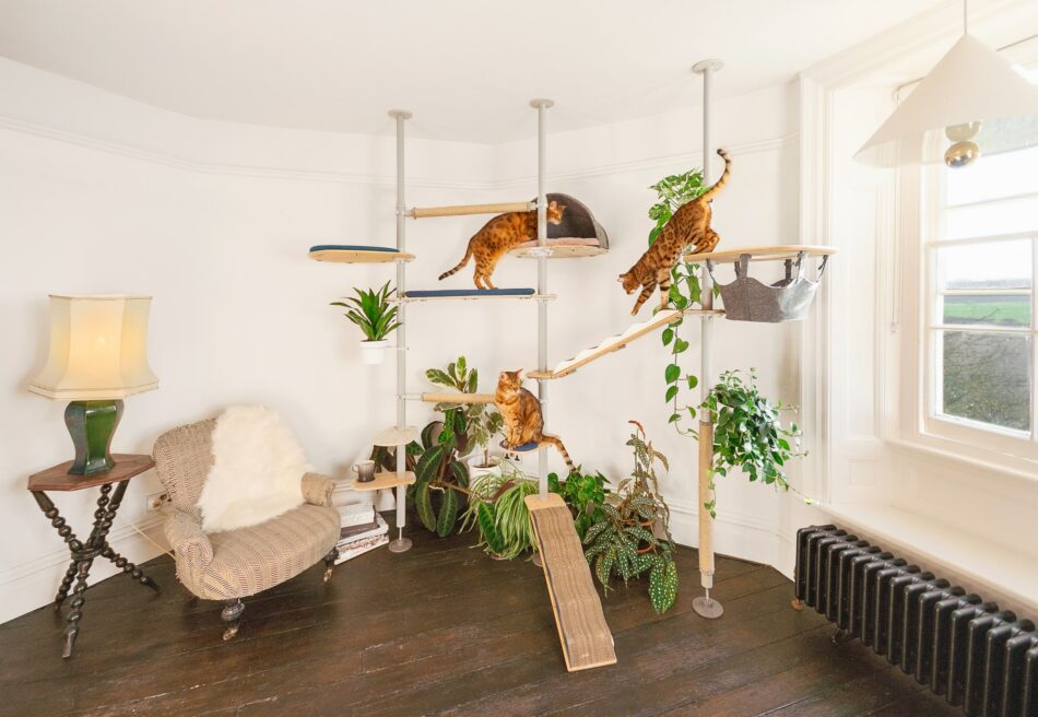 Drie katten in hun huis gebruikmakend van Omlet Indoor Freestyle klimboom