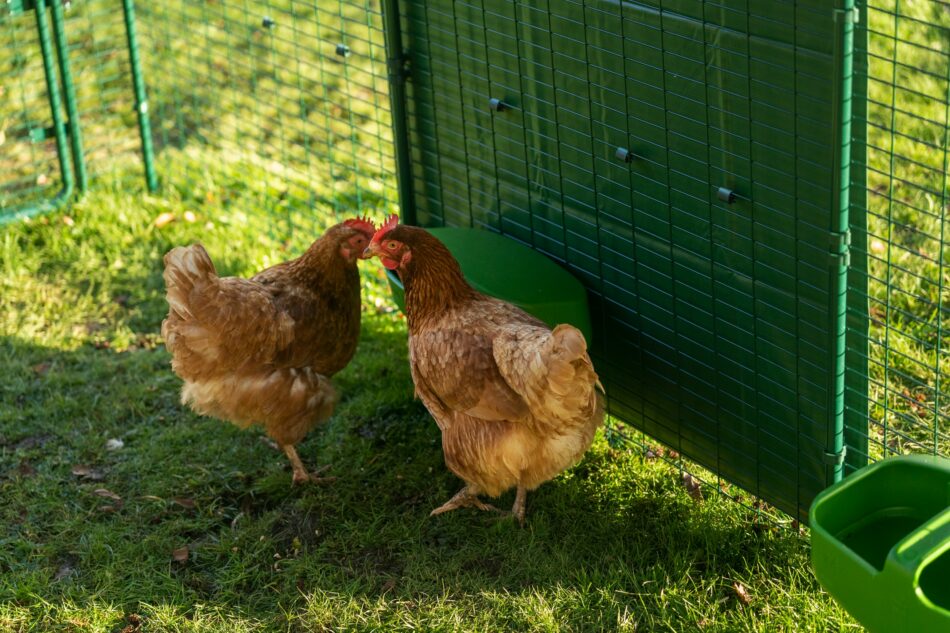 Two chickens in Omlet Walk In Chicken Run