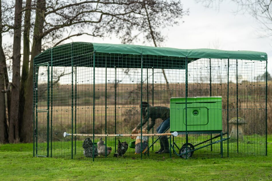 Woman caring for chickens in Omlet Walk In Chicken Run with covers