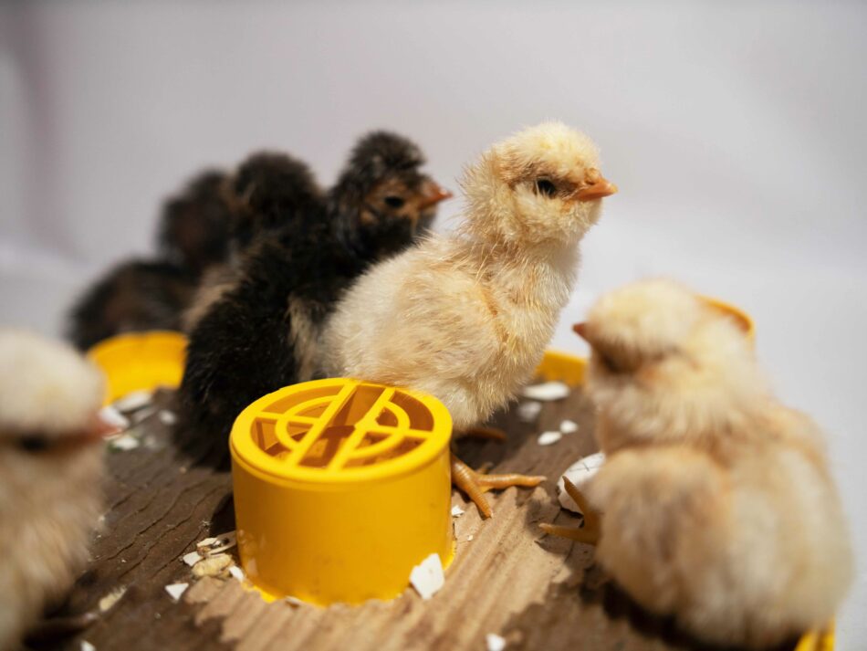 chicks in a brooder